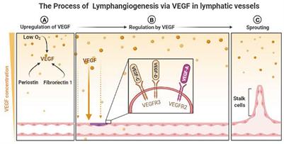 The Regulation of Lymph Node Pre-Metastatic Niche Formation in Head and Neck Squamous Cell Carcinoma